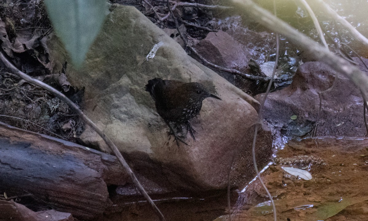 Sharp-tailed Streamcreeper - ML651597885