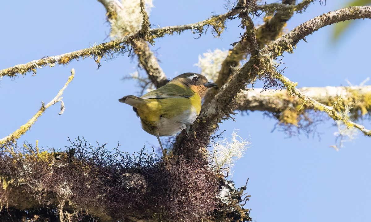 Common Chlorospingus - ML651597946