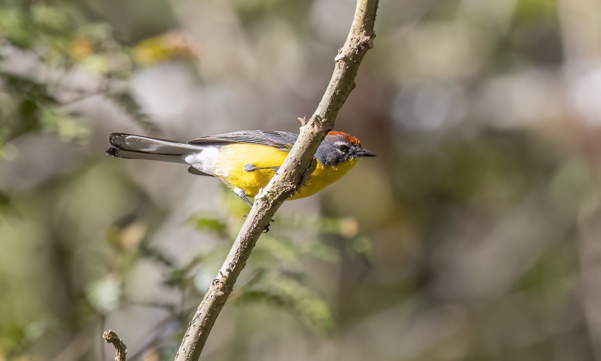 Brown-capped Redstart - ML651598019