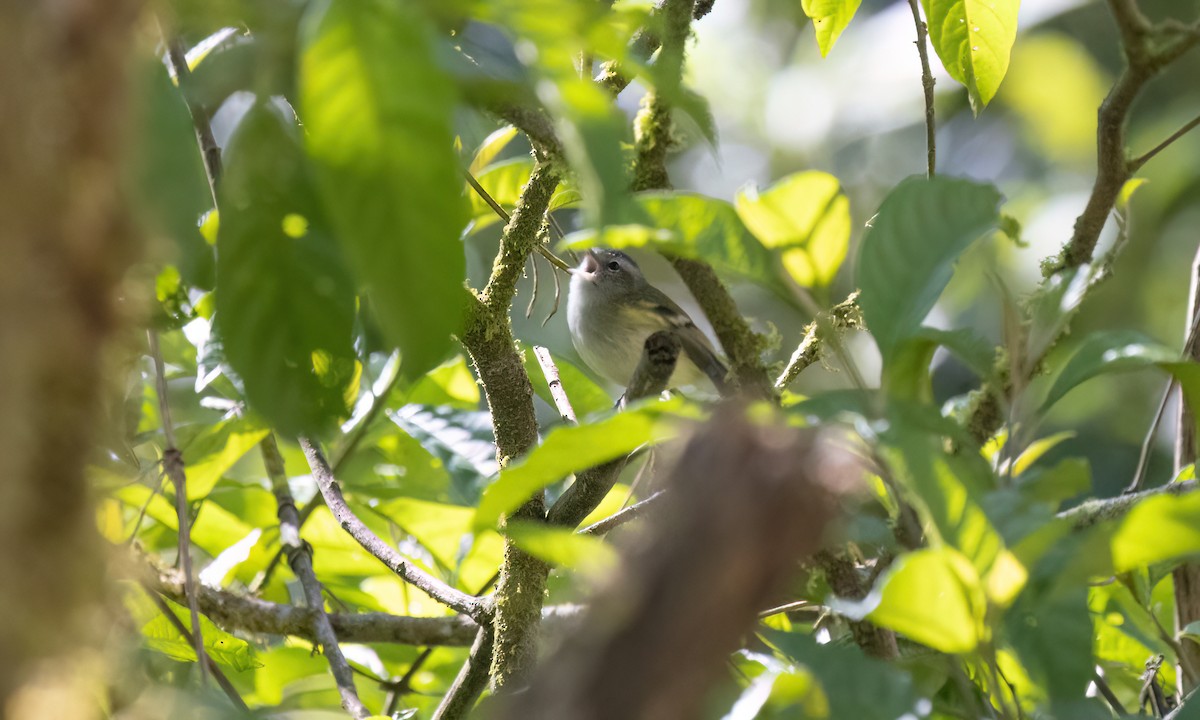 Buff-banded Tyrannulet - ML651598313