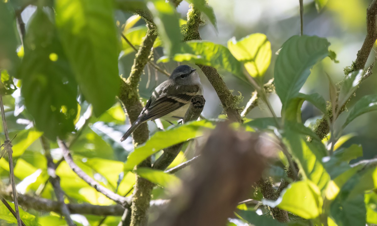 Buff-banded Tyrannulet - ML651598314