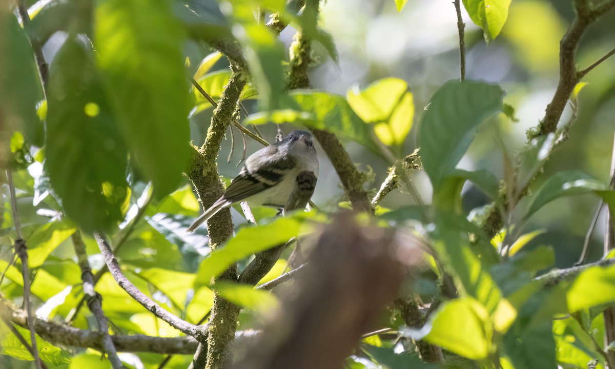 Buff-banded Tyrannulet - ML651598315