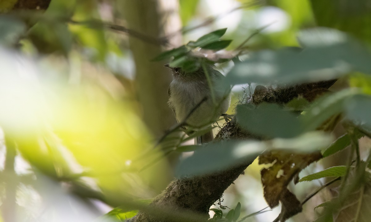 Buff-banded Tyrannulet - ML651598412