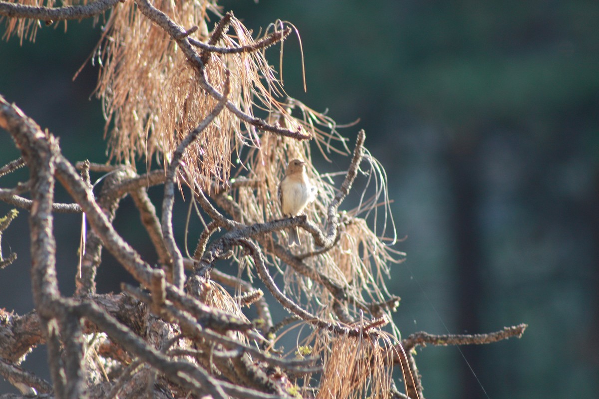 Lazuli Bunting - ML65159861