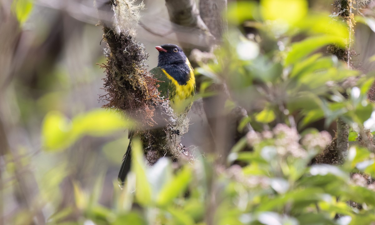 Band-tailed Fruiteater - ML651598695