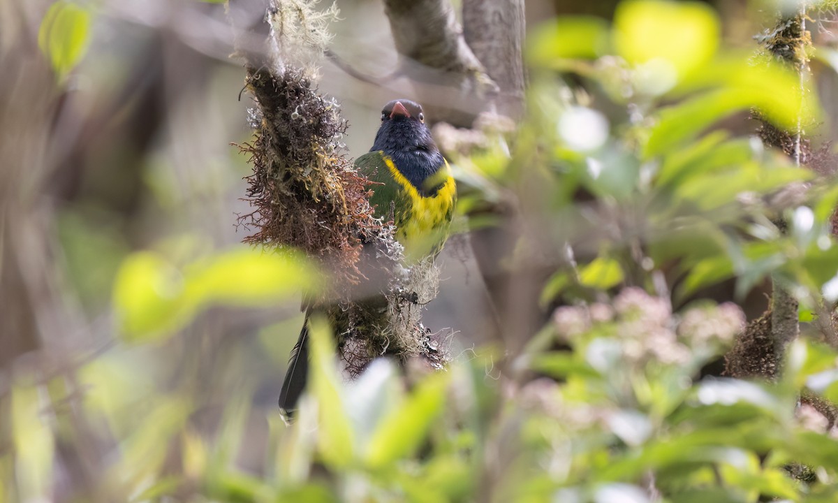 Band-tailed Fruiteater - ML651598696