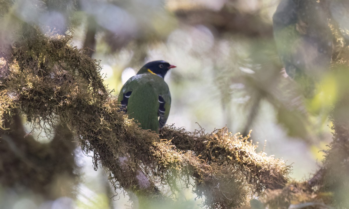 Band-tailed Fruiteater - ML651598697