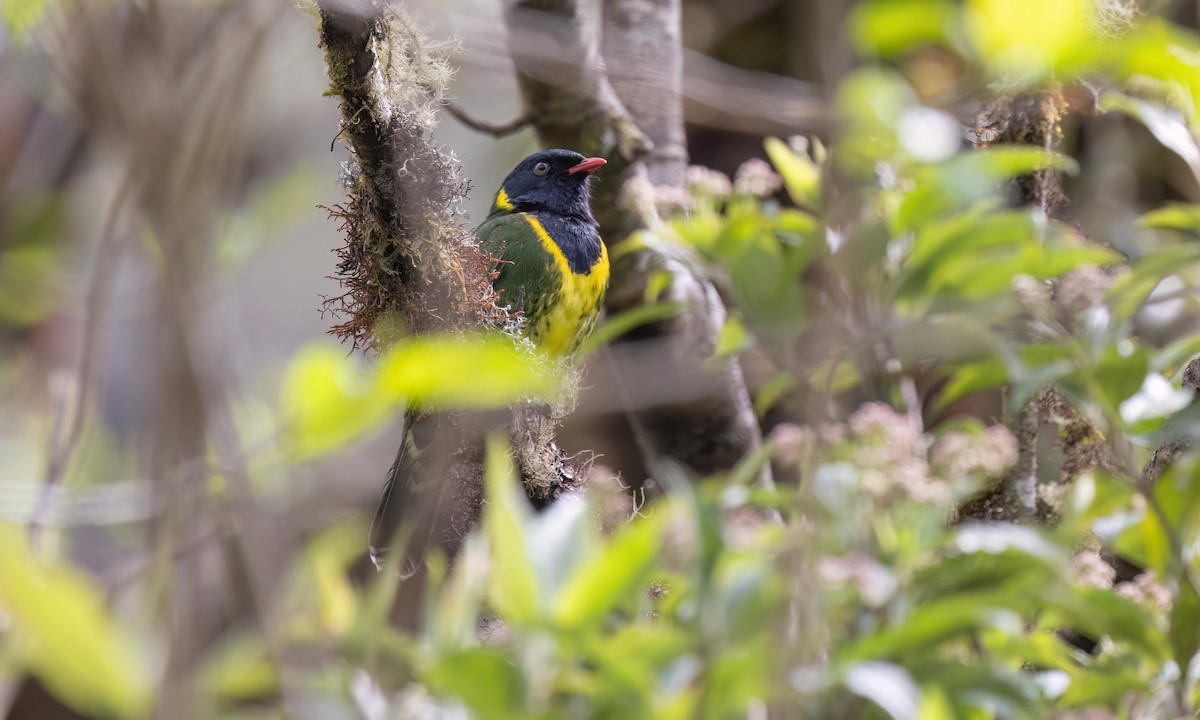 Band-tailed Fruiteater - ML651598698