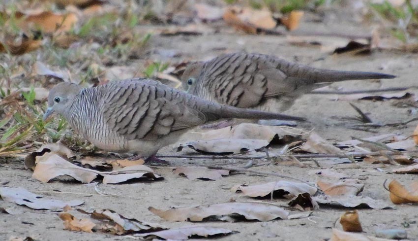 eBird Checklist - 2 Feb 2026 - Cat Tien NP--HQ & Tung Tree Area - 9 species