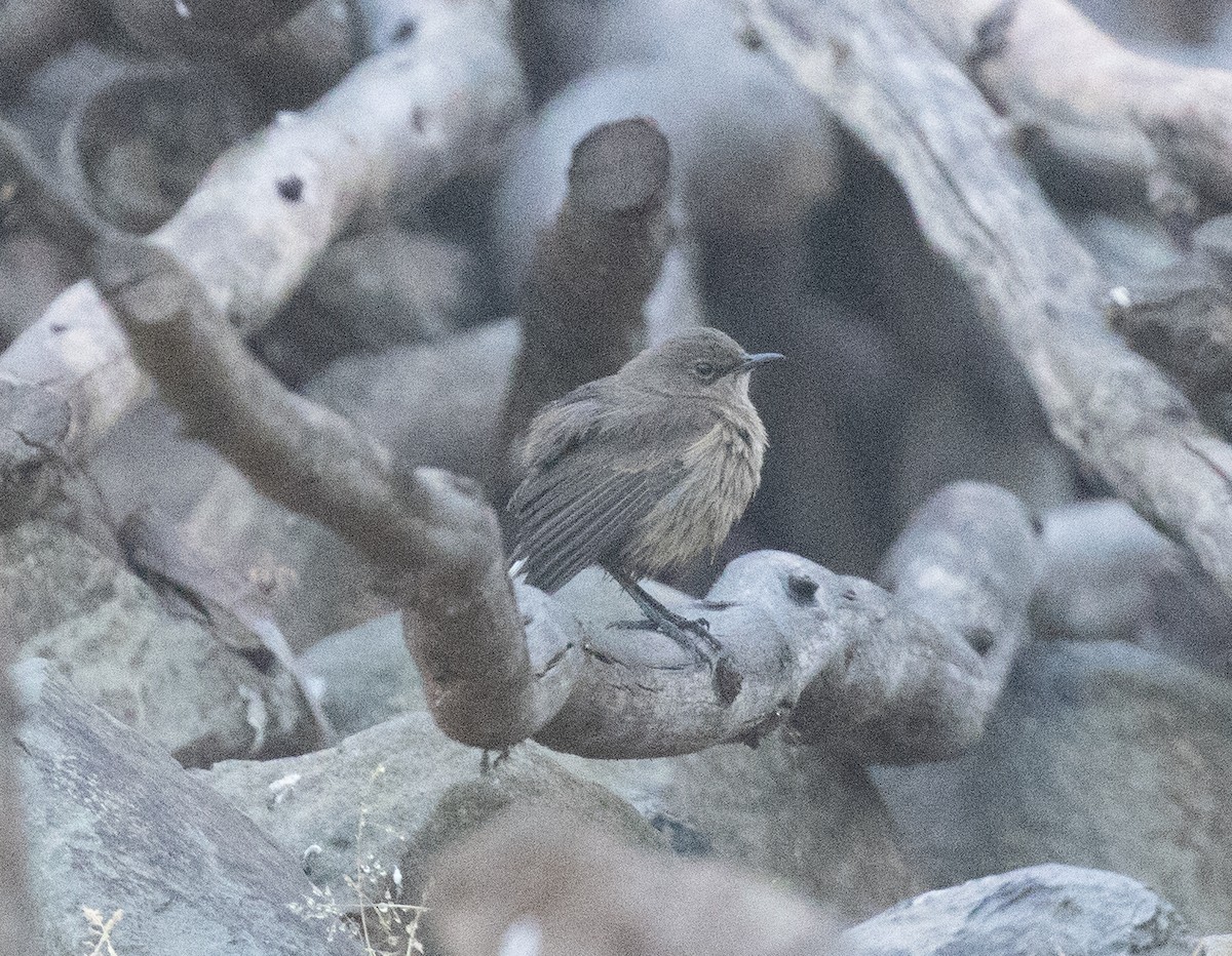 Moorland Chat (Abyssinian) - ML651598784