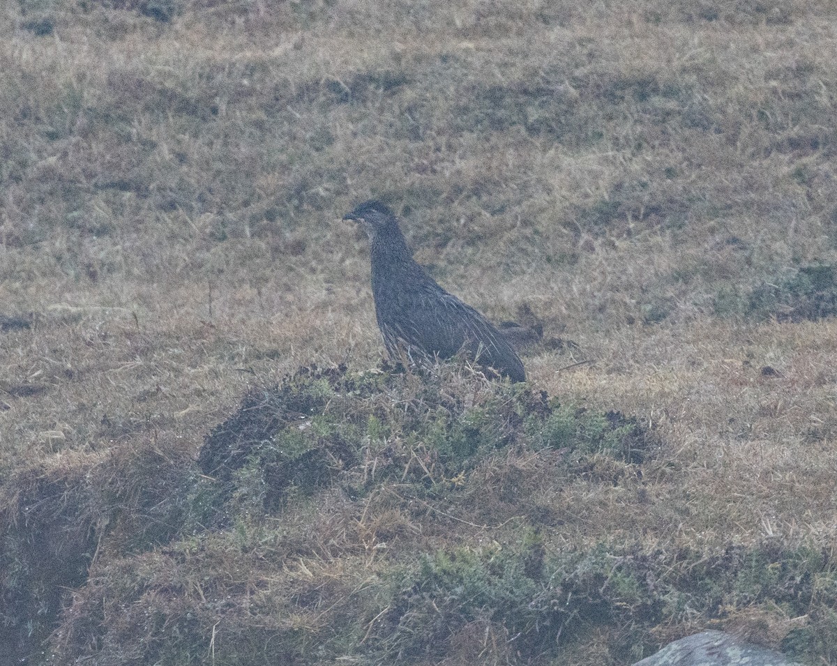 Erckel's Spurfowl - ML651598786