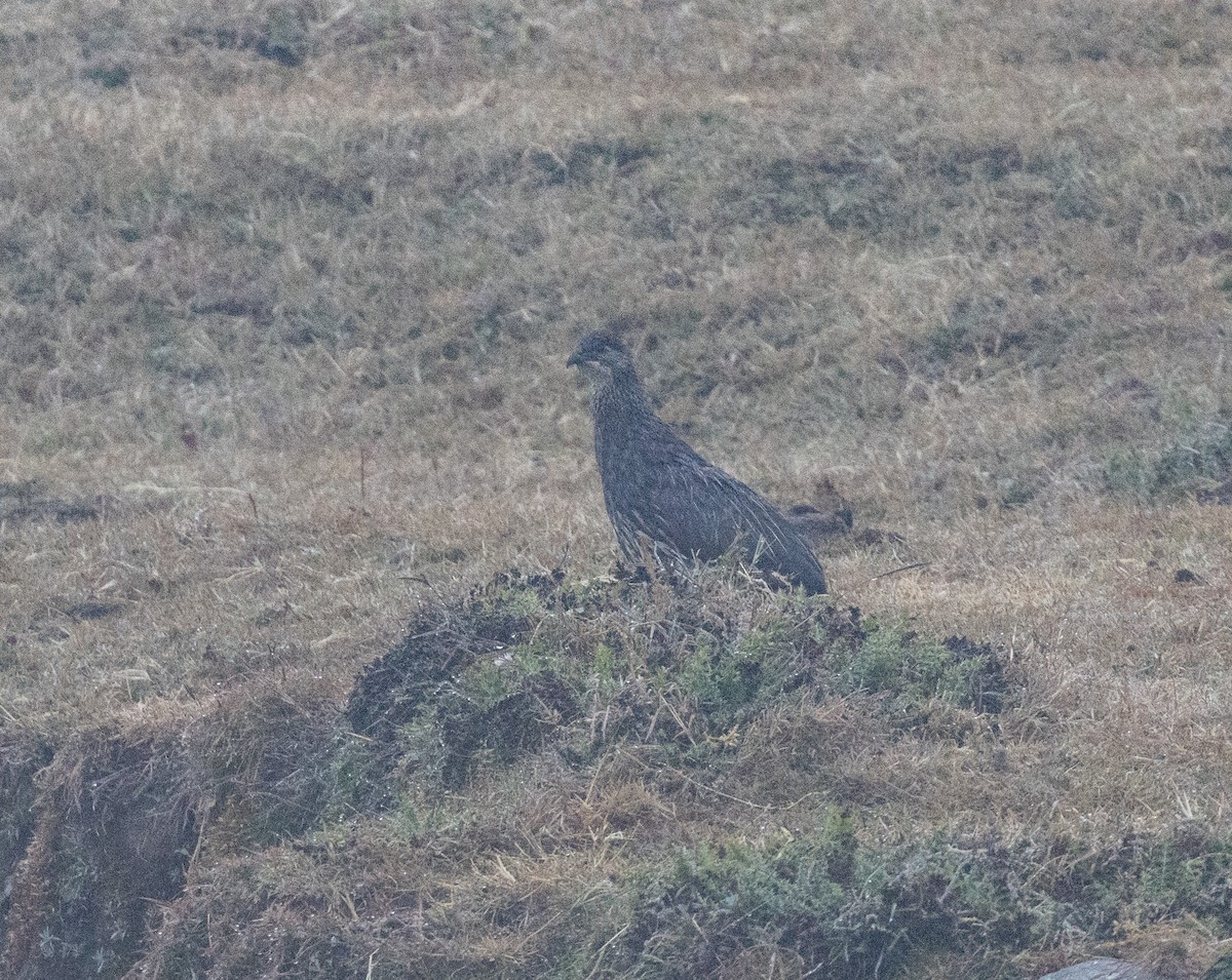 Erckel's Spurfowl - ML651598789