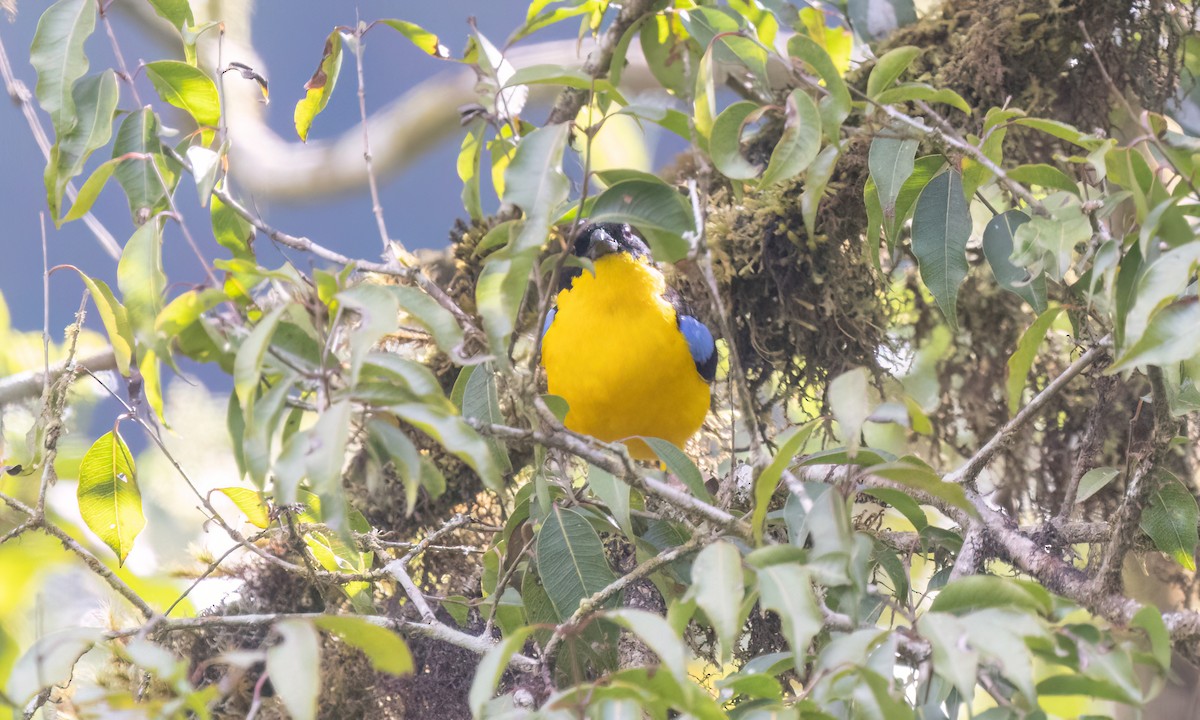 Blue-winged Mountain Tanager (Bolivian) - ML651598850