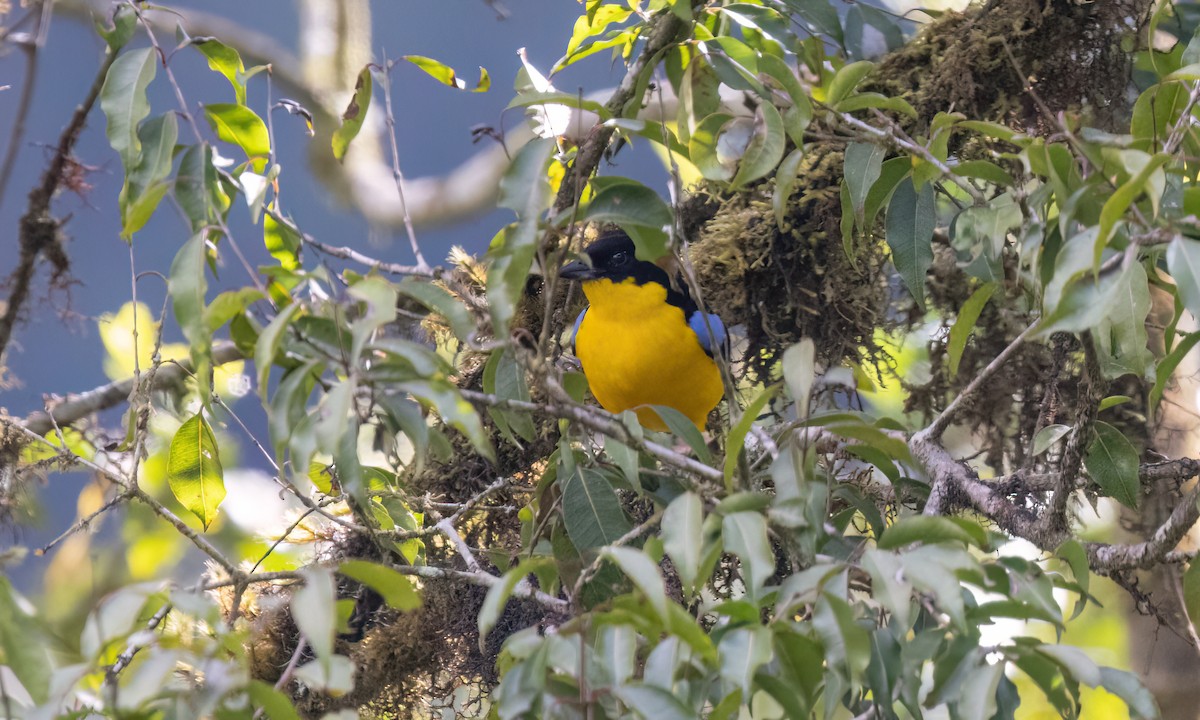 Blue-winged Mountain Tanager (Bolivian) - ML651598851