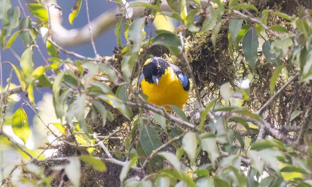 Blue-winged Mountain Tanager (Bolivian) - ML651598852