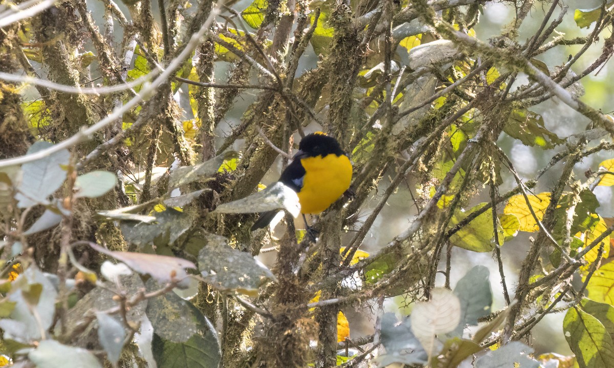 Blue-winged Mountain Tanager (Bolivian) - ML651598854
