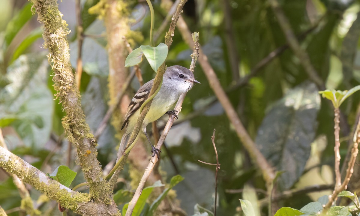 White-throated Tyrannulet - ML651599018