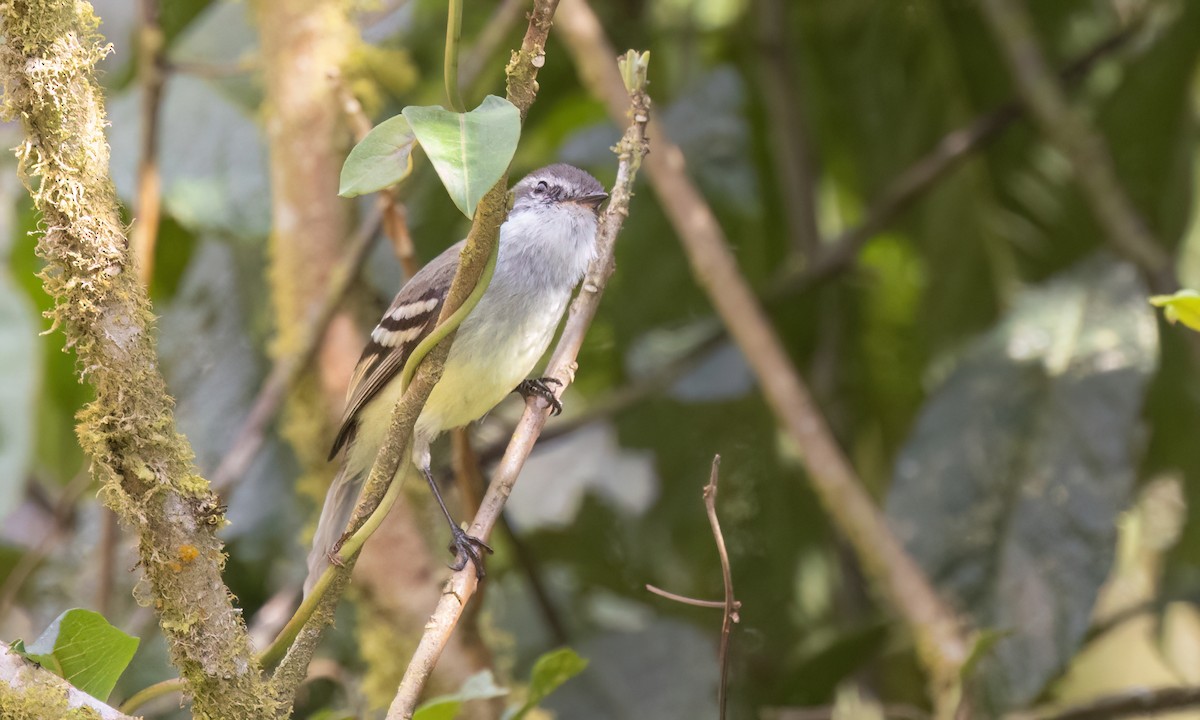 White-throated Tyrannulet - ML651599019
