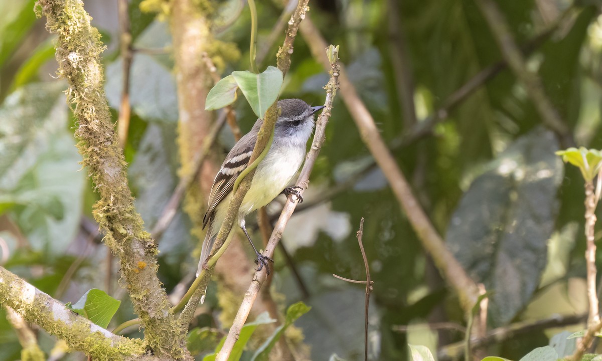 White-throated Tyrannulet - ML651599020
