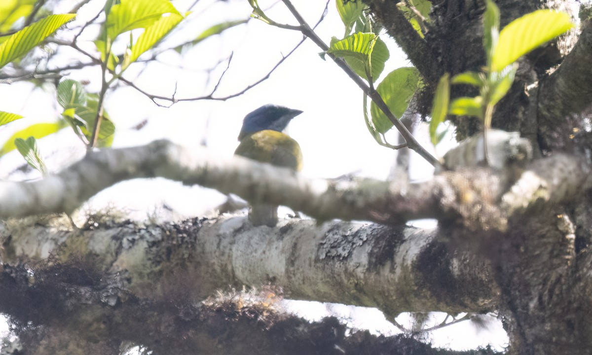 Blue-capped Tanager - ML651599183
