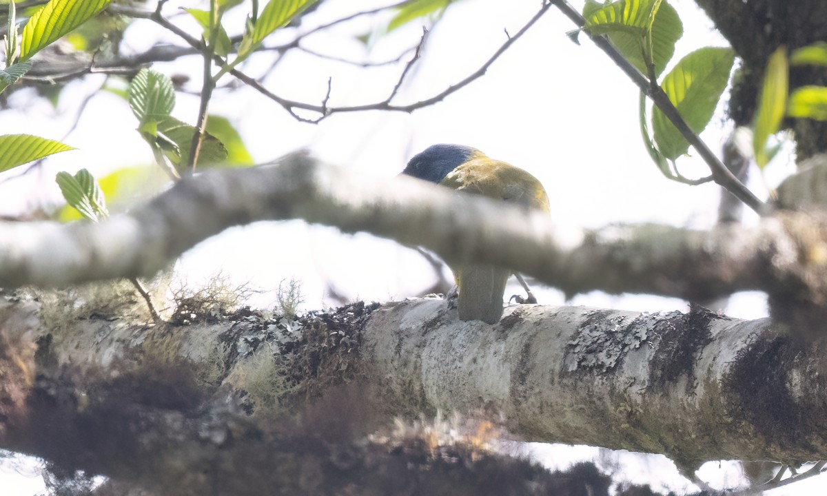 Blue-capped Tanager - ML651599184