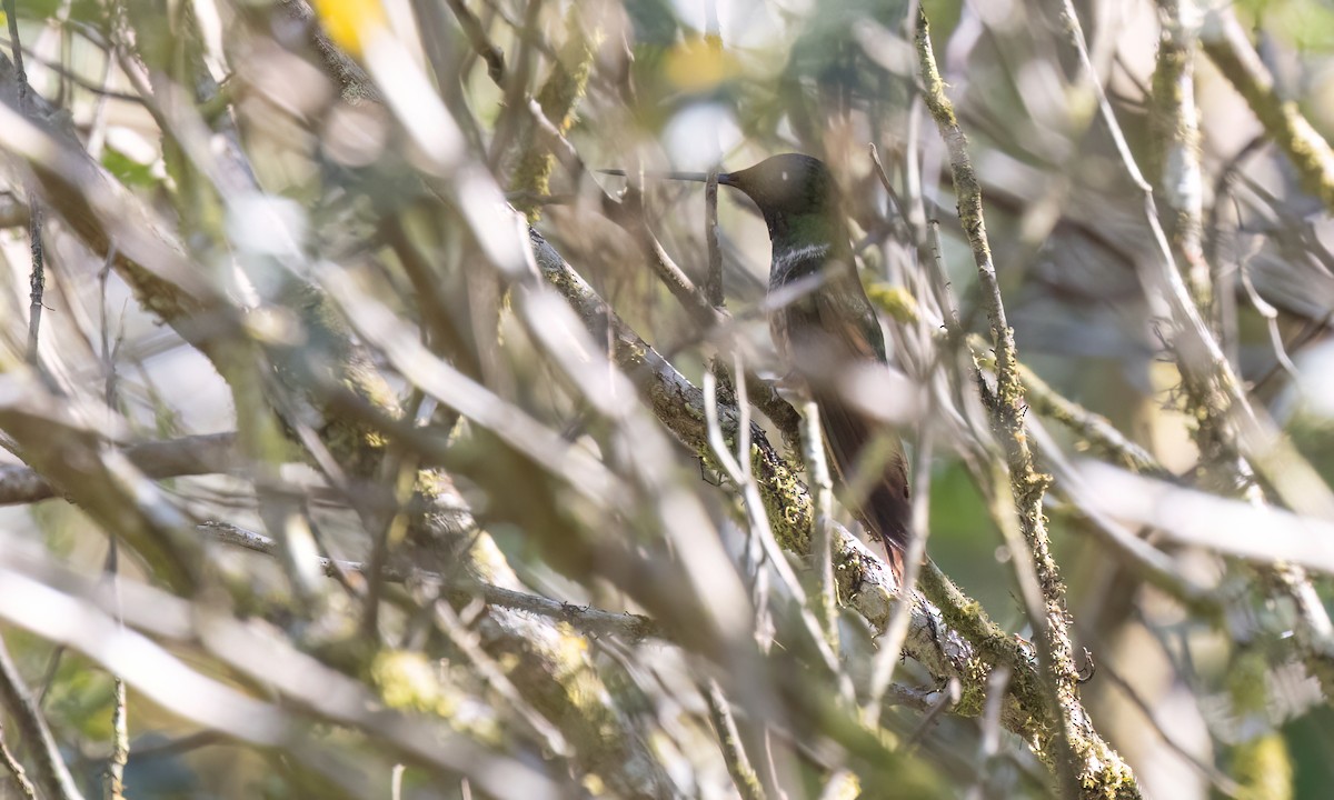 Violet-throated Starfrontlet - ML651599294