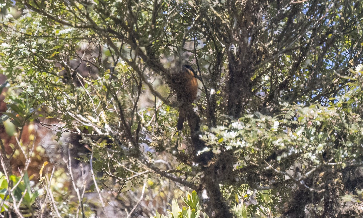 Chestnut-bellied Mountain Tanager - ML651599369