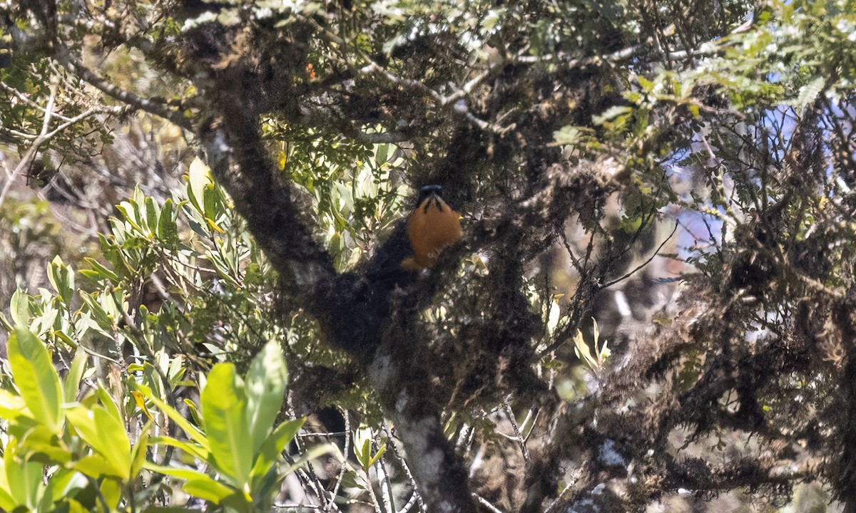 Chestnut-bellied Mountain Tanager - ML651599370
