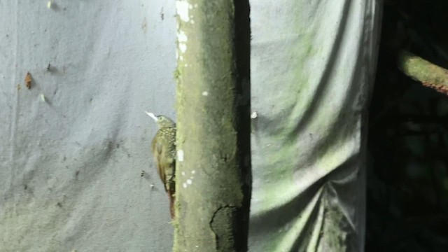 Olive-backed Woodcreeper - ML651599884