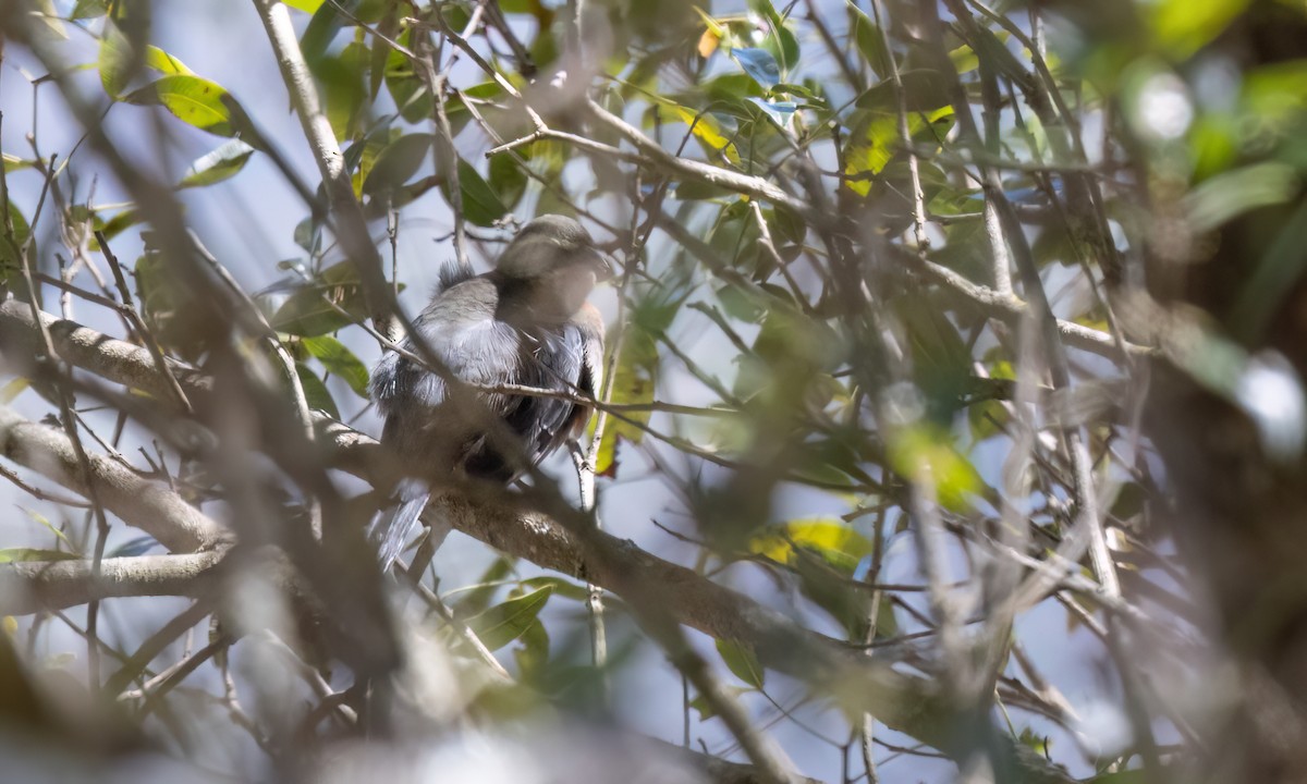 Black-and-chestnut Warbling Finch - ML651600150