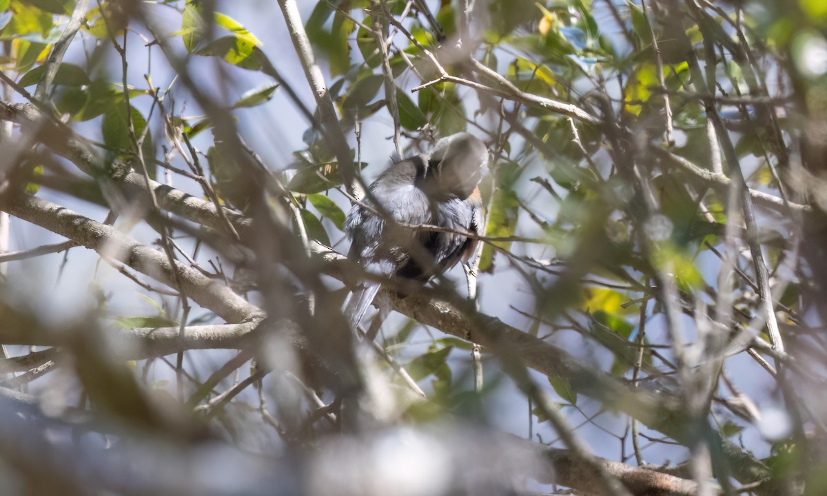 Black-and-chestnut Warbling Finch - ML651600151