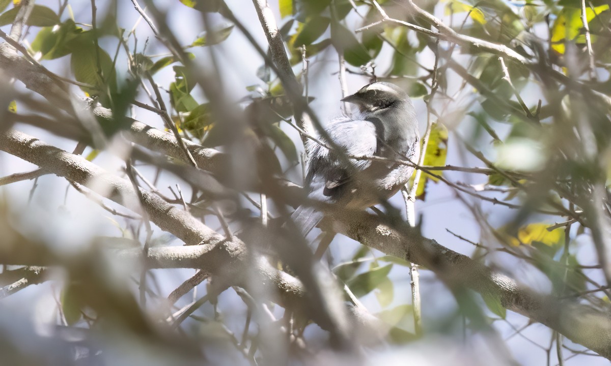 Black-and-chestnut Warbling Finch - ML651600152