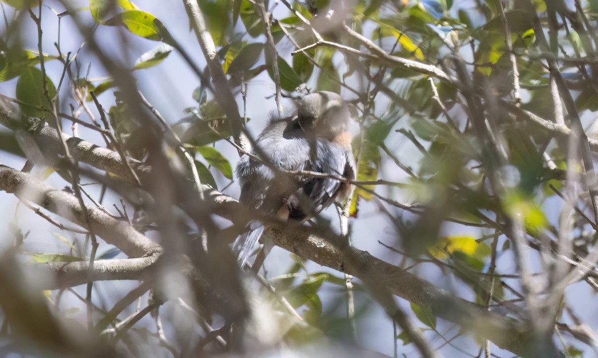 Black-and-chestnut Warbling Finch - ML651600153
