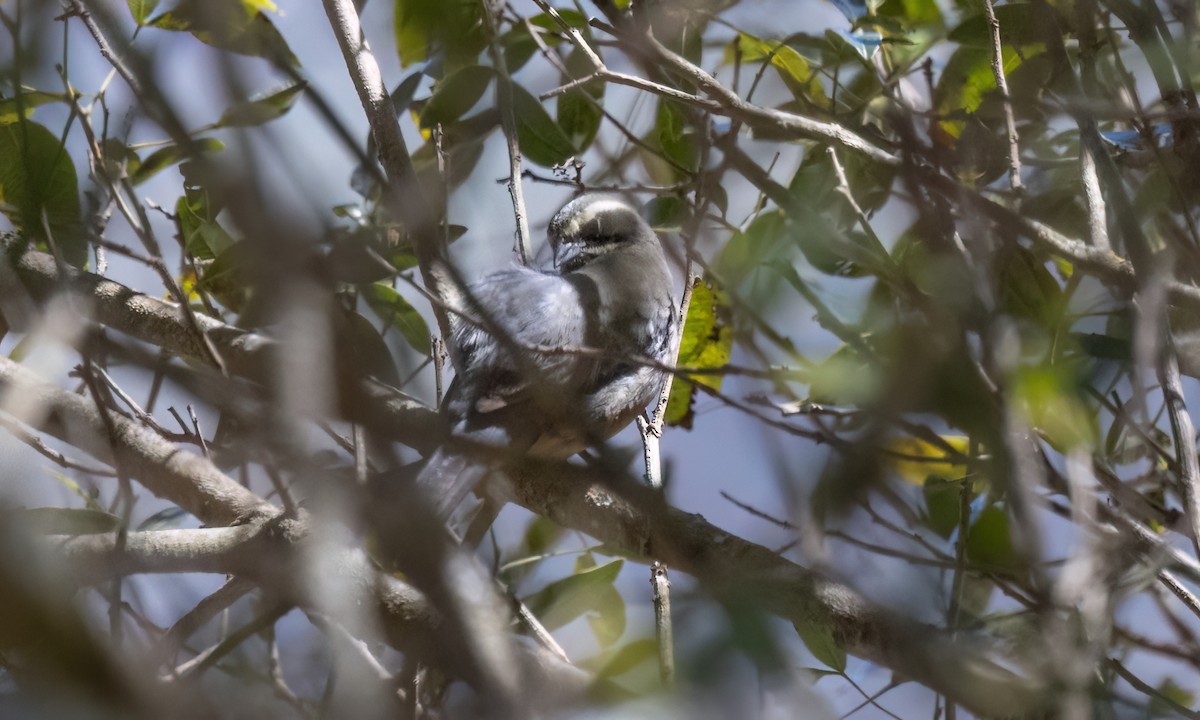 Black-and-chestnut Warbling Finch - ML651600154