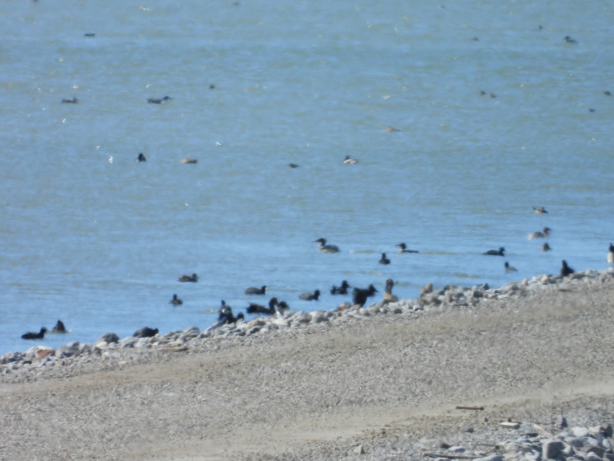 Common Merganser - ML651601589