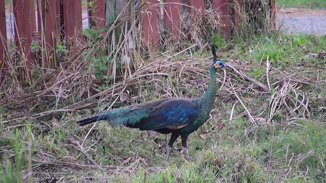 Green Peafowl - ML651602083