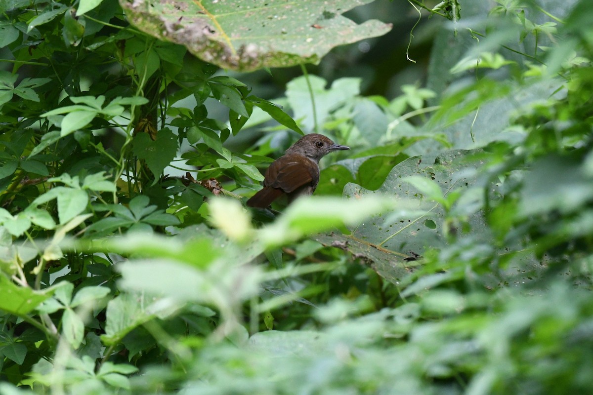 Сулавесский усатоклюв - ML651602129