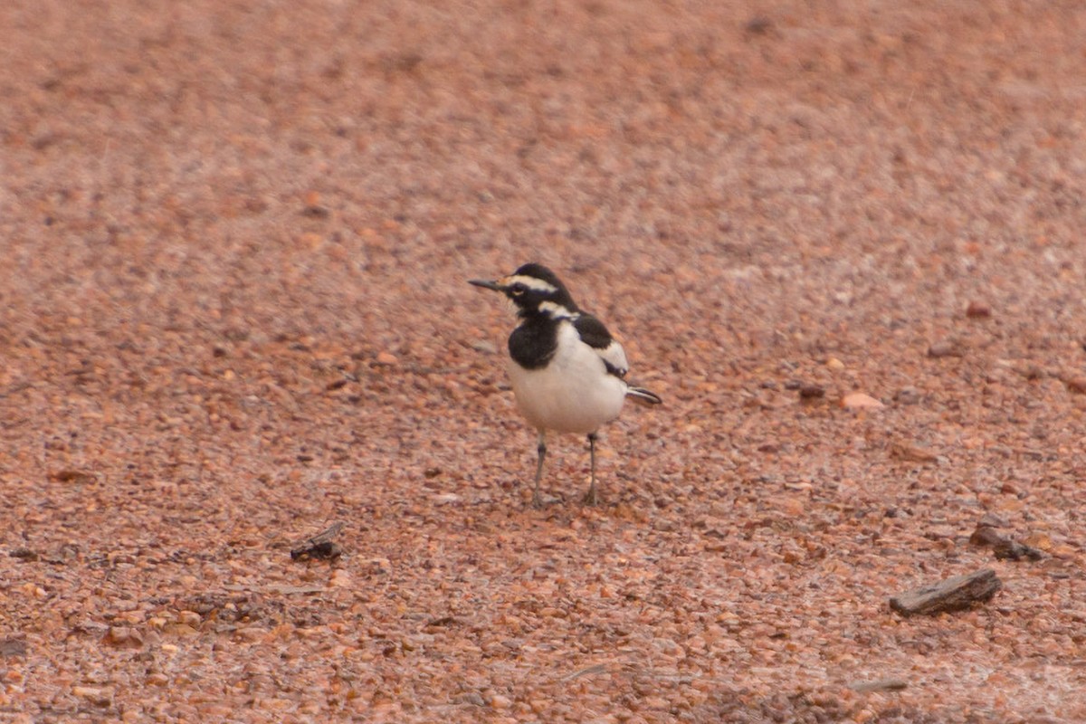 African Pied Wagtail - ML651602214