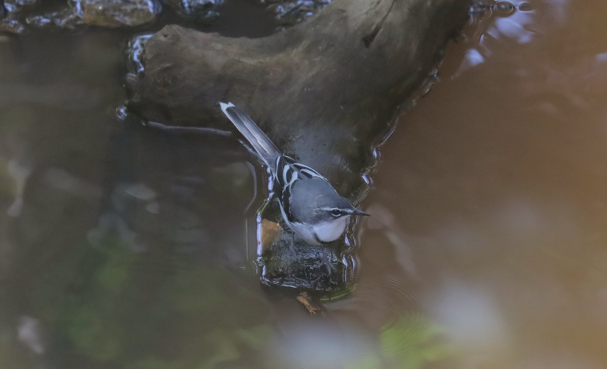 Плиска ефіопська - ML651603318