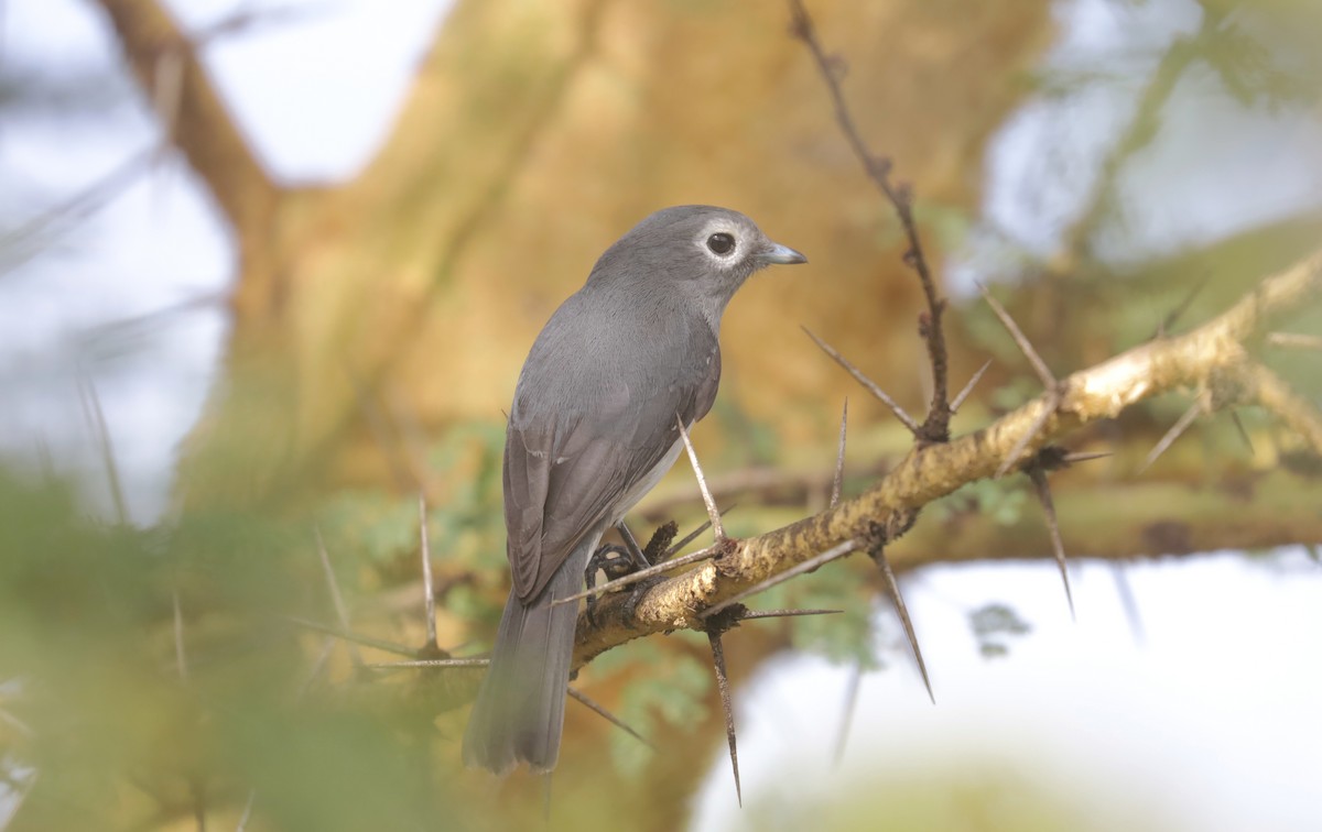 Мухарка сіровола - ML651603416