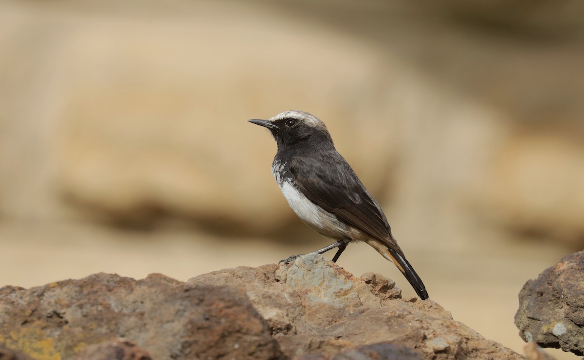 Кам'янка абісинська - ML651603560