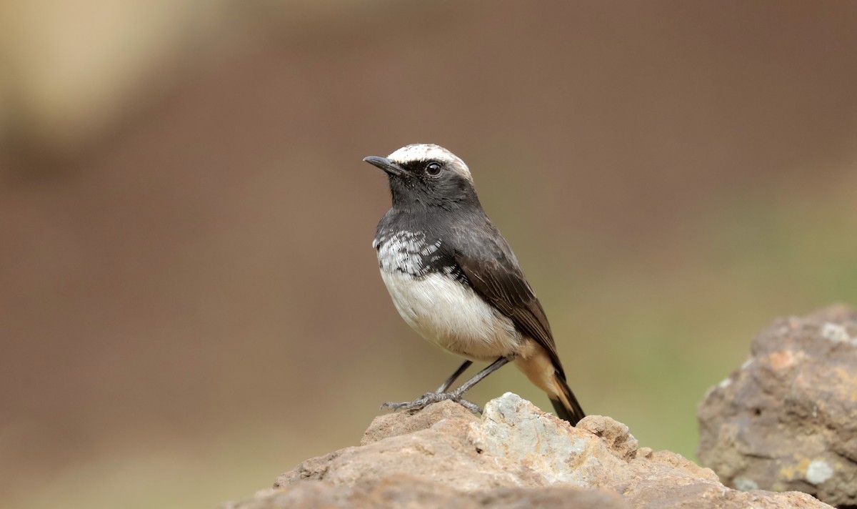 Кам'янка абісинська - ML651603627