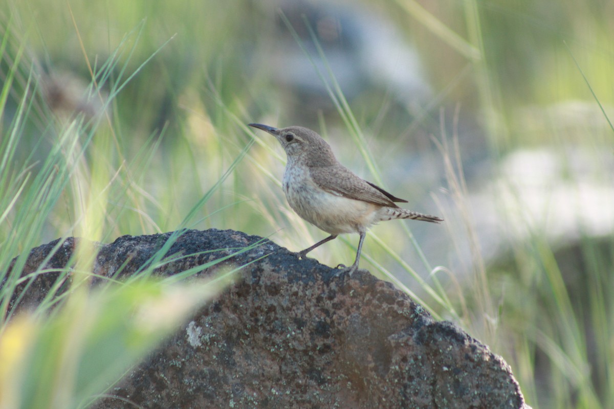 Rock Wren - Gabriel Sandoval