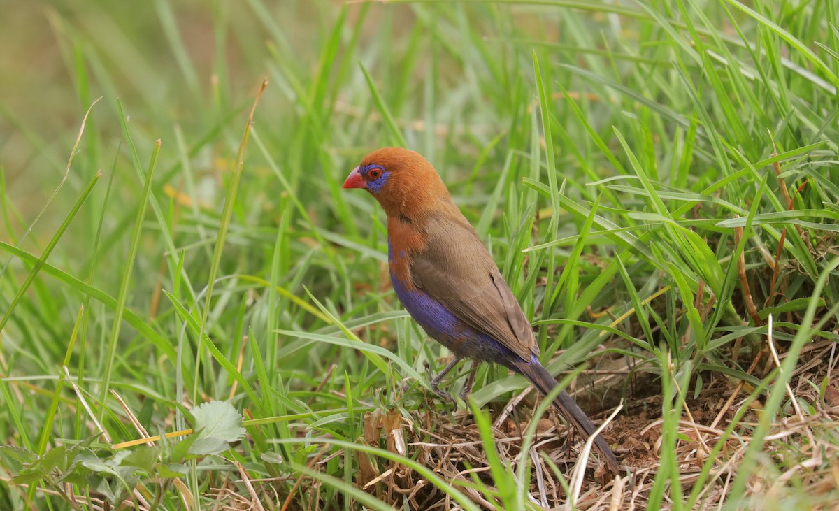 Астрильд пурпуровий - ML651603714