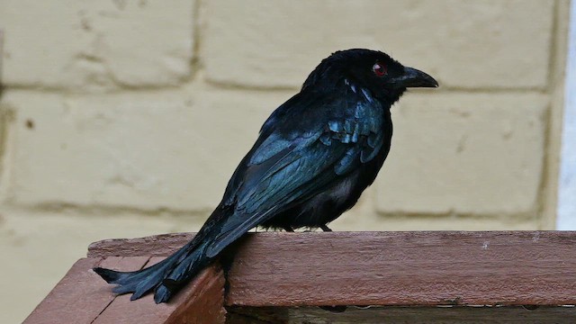 Drongo à crinière - ML651603870
