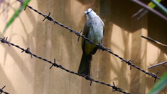 hvitfjesbylbyl - ML651603943