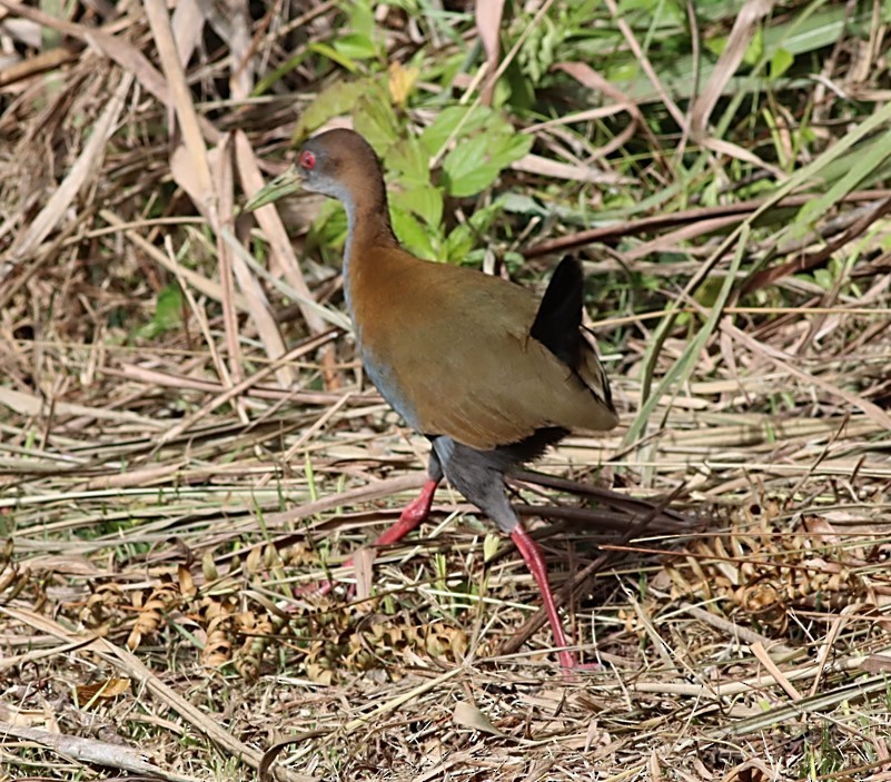 chřástal sarakura - ML651604019