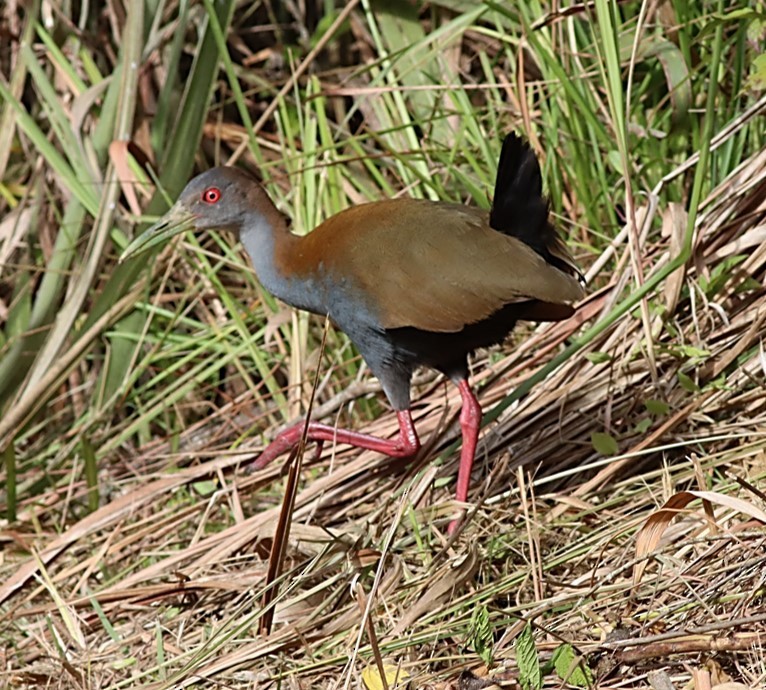 chřástal sarakura - ML651604022