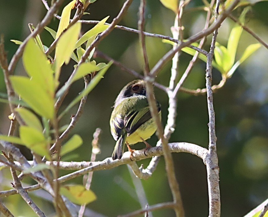Eared Pygmy-Tyrant - ML651604748