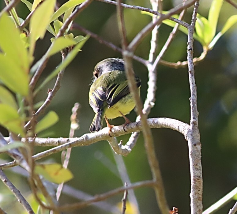 Eared Pygmy-Tyrant - ML651604750